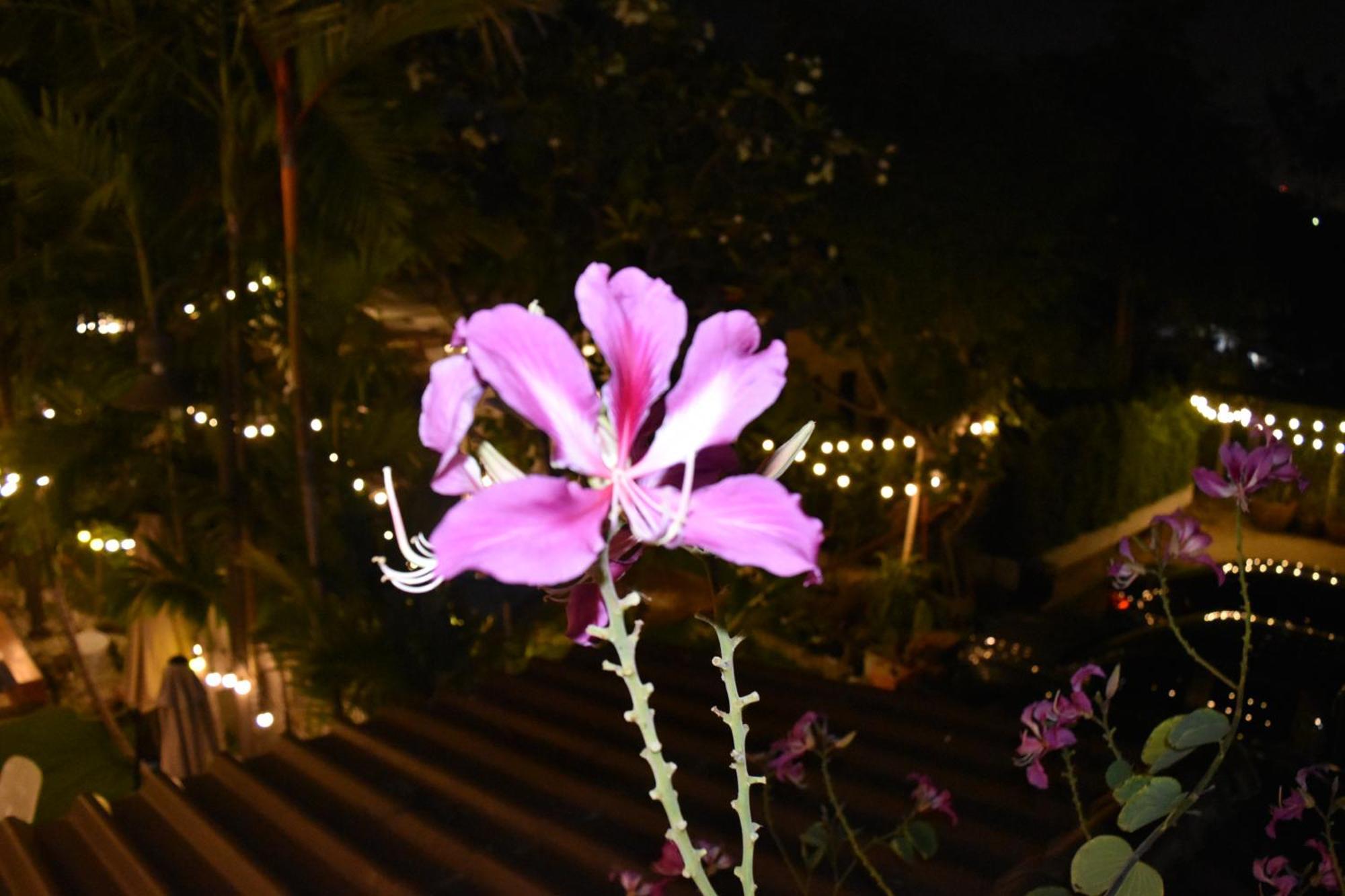 Thongtara House Boutique Srinakarin Otel Bangkok Dış mekan fotoğraf